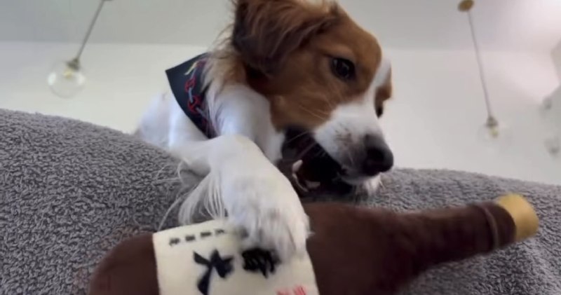 📸 @THINK_OTHER_選手の愛犬デコピン🐶戌蔵酒造の日本酒ビンモチーフのおもちゃで遊び倒す...😂爆売れの予感