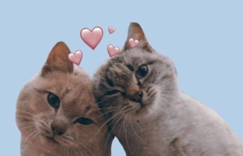 📸 @midzy_swag ×2When you see one, you know right away it's Ddaengddeong 😸 #ryujin #yeji原文 #黄礼志📸 @midzy_swag ×2When you see one, you know right away it's Ddaengddeong 😸 #ryujin #yeji原文 #黄礼志