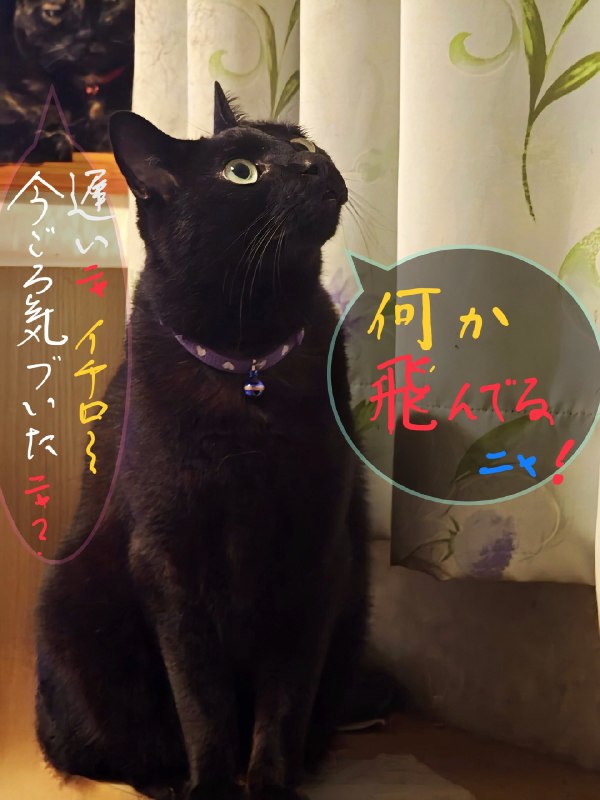 📸 @py_fv・8月23日 (日)  PM 9：00滅多に居ない虫に驚くイチロー !          ・ #イチロー #黒猫 #保護猫 #マロン #サビ猫 #保護猫原文 #MLB日本選手